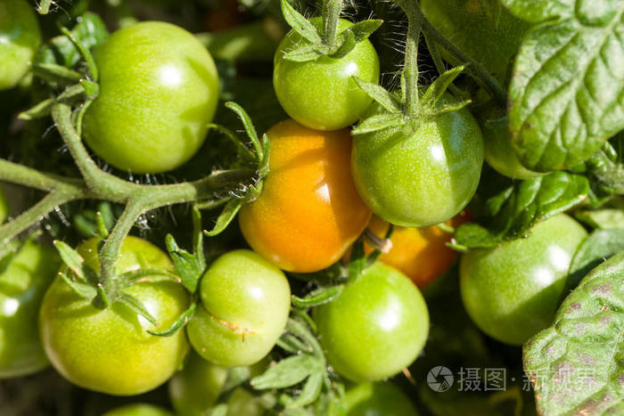 绿色的西红柿和两个橘子在灌木丛中生长