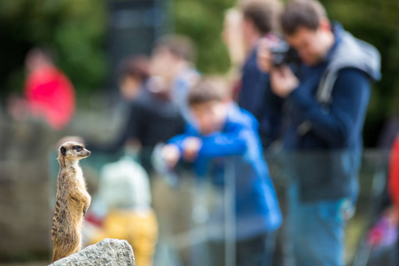 猫鼬 Suricate 坐在岩石在动物园