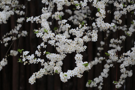 朵朵白花