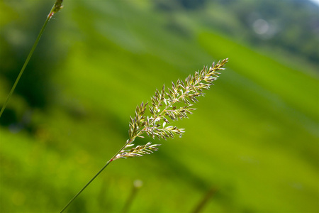 在草地上种植