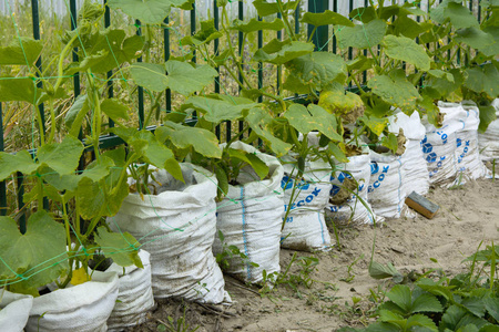 黄瓜在袋中快速生长的原始方式。为一块土地节省空间。黄瓜的果实生长并准备收割。黄瓜的垂直种植。有机食品