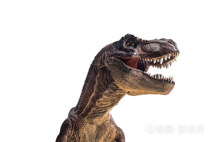 恐龙霸王龙白色背景暴龙