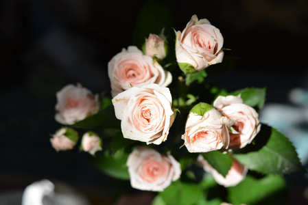 优雅的黄色粉红色小玫瑰与绿叶, 自然新鲜别致的玫瑰粉红色奶油颜色黑色背景