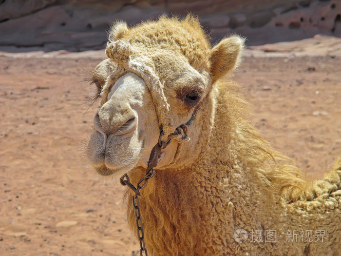 佩特拉，约旦的贝都因人骆驼肖像