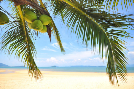 椰子棕榈树和热带海滩背景上椰子果