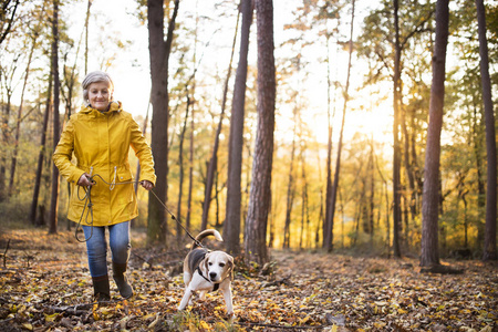在秋天森林里散步的资深妇女与狗