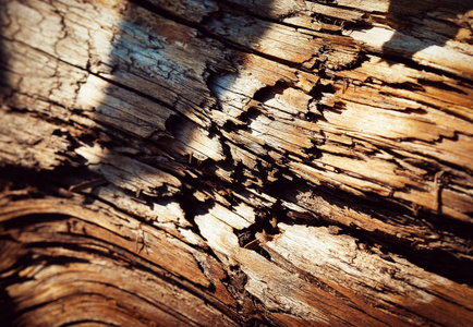 抽象背景或纹理细节残破的褐色腐烂的木头