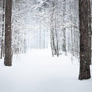 拉脱维亚冬季森林的新降雪观