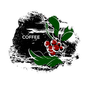 咖啡有机包装的矢量草图。自然色彩纹理模板与叶, 豆艺术手绘花卉插图白色背景。标签, 海报, 卡片, 象征生态食品, 饮料的概念