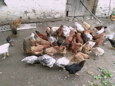 鸡和母鸡吃食物。鸡肉, 鸡肉, 渡船, 吃蟑螂