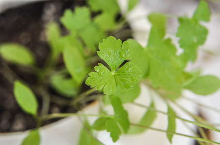 在菜园里种植的新鲜绿色欧芹