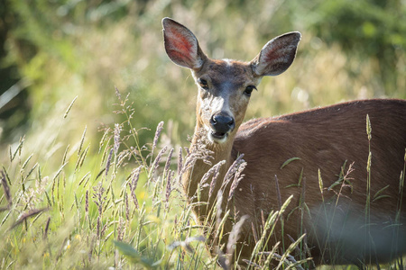 一只黑色尾鹿, Odocoileus 野驴 columbianus, 在俄勒冈州的阿斯托里亚的一些草后