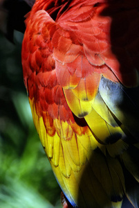 鹦鹉翅热带鸟