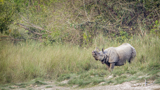 巴蒂亚国家公园，尼泊尔的更大独角犀牛