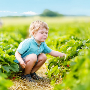摘草莓农场，在户外的小小孩男孩