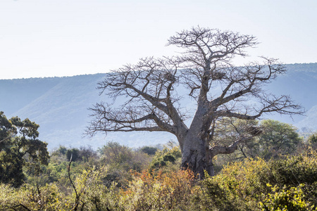 南非克鲁格国家公园的猴面包树景观广义锦葵科 Adansonia digitata 家族的钱币