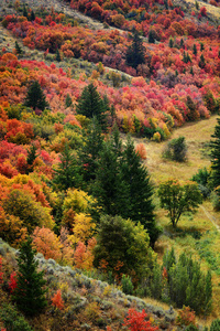 山与秋天秋天颜色从枫树松树金黄橙红色和绿色