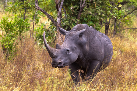 大白犀牛。 肯尼亚梅鲁公园