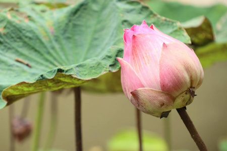 美丽的莲花在热带