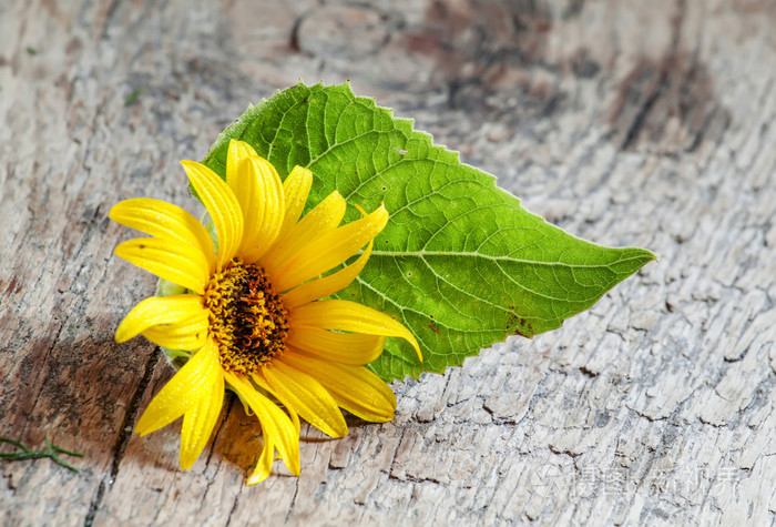 小黄色向日葵与绿叶