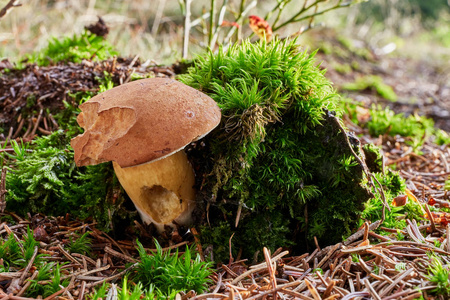 Imleria 巴迪亚食用菌。真菌在自然环境中。英语 湾 bolete