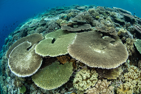 在 Wakatobi 国家公园健康礁