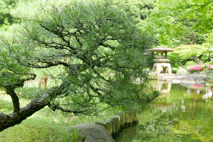 日本庭园黑松树 石灯笼照片 正版商用图片0rxhwu 摄图新视界