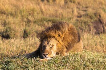 狮子。 沉睡的野兽之王。 马塞玛拉非洲