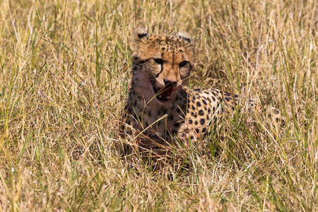 满足的猎豹。 肯尼亚马赛马拉
