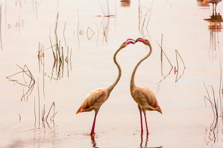 爱的舞蹈。 在纳库鲁湖跳舞的火烈鸟。 肯尼亚。