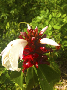 模糊的背景和复制空间。一束白色花瓣的红花在棕榈油种植园里