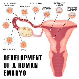 早期人类的胚胎发育图片