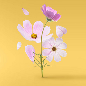 美丽的飞行柔和的粉红色的花朵在黄色背景, 创造性的花卉布局, 高分辨率的图像