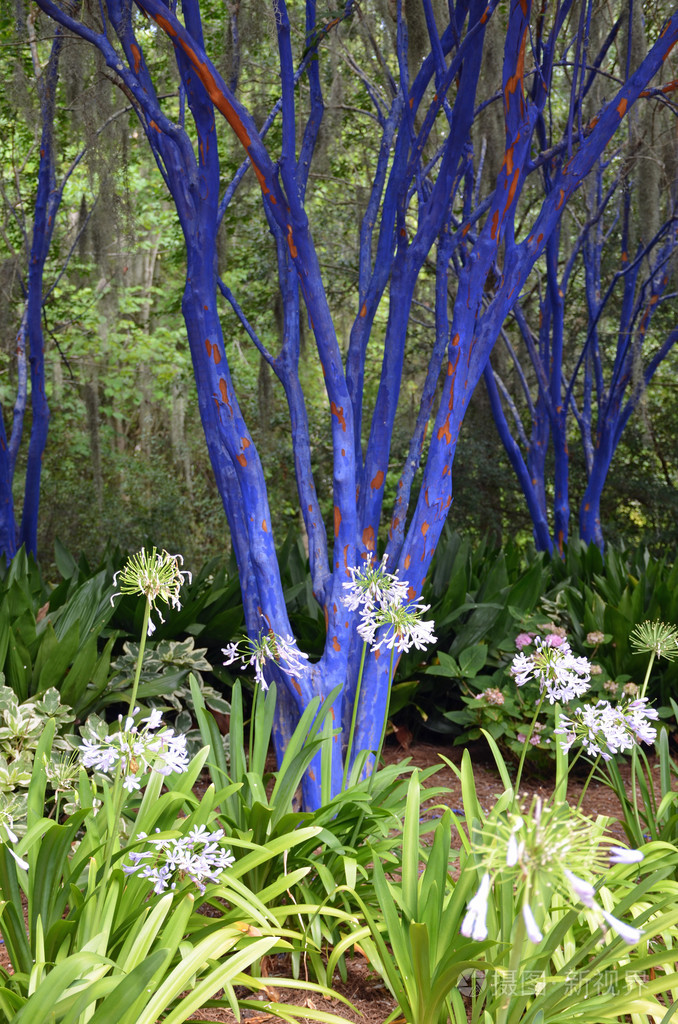 蓝色薄纱桃金娘树干