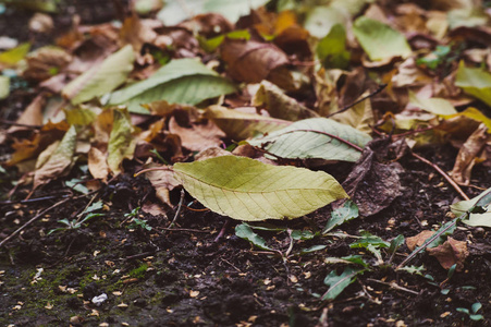 背景从不同的秋天叶子。干燥的叶子和树枝在地面秋天背景与季节性装饰。色调的图像与复古风格, 理想的背景和纹理。文本空间