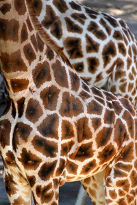 两只非洲长颈鹿美丽的斑点皮毛图片
