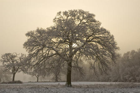 薄雾背景的白雪覆盖的树