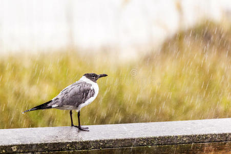 大雨中的海鸥图片