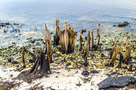 海岸上奇异的老朽树木图片
