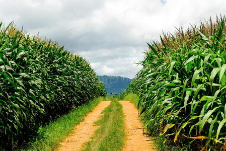 泰国的玉米农场图片