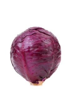 紫罗兰色栽培卷心菜。