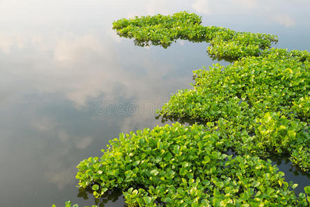 池塘水葫芦