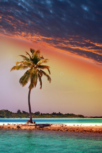 可可 气候 海滩 海景 梦想 环礁 马尔代夫 暗礁 美女