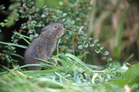 田鼠表情包图片