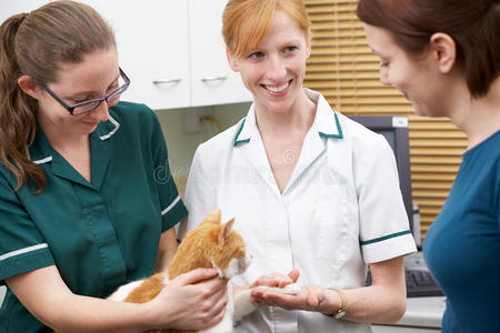 女性兽医检查猫在手术中的应用图片