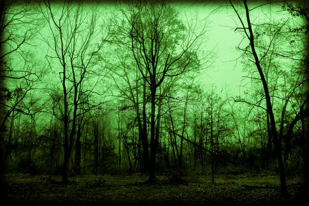 超自然秋天阴森多雾的树林照片