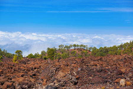 特内里费岛泰德火山云层上的树木金丝雀