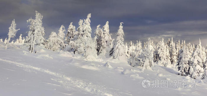 白霜白雪覆盖的树木