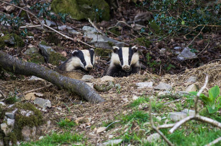 剔除sett的獾幼崽照片