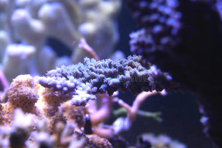肢端珊瑚